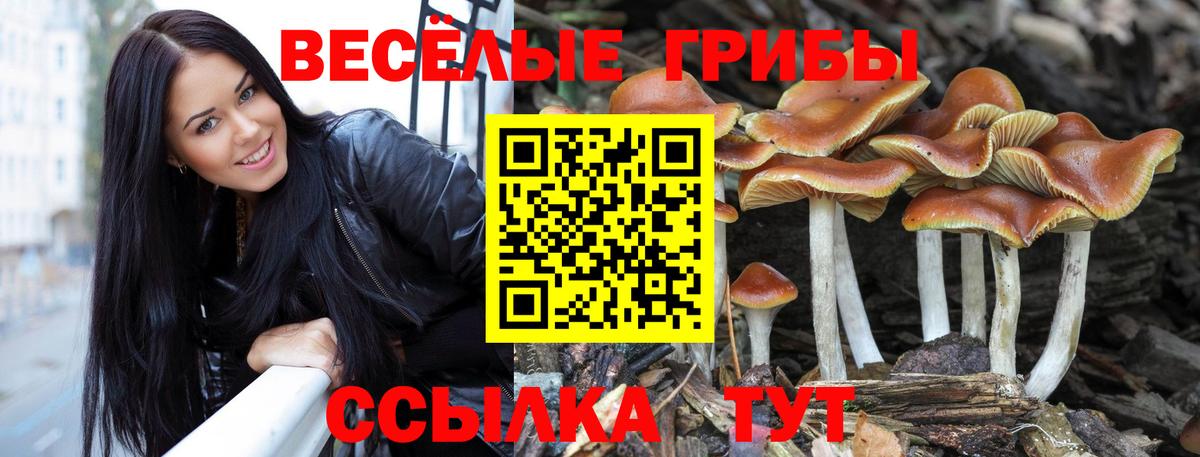 Галлюциногенные грибы GOLDEN TEACHER  Галлюциногенные грибы GOLDEN TEACHER  Малоярославец  Вход с VPN 